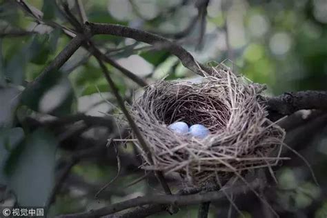 家裡有鳥巢代表什麼|鳥在家築巢代表什麼？